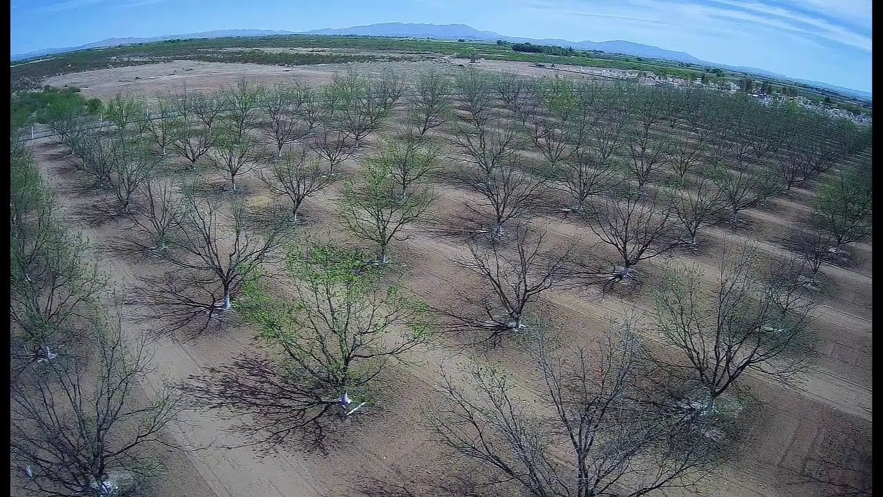 Al menos 700 hectáreas de nogales están secas y se prevén pérdidas millonarias en Camargo