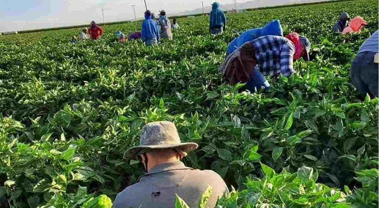 Perdieron 132 mil mexicanos empleo en EU en tres meses, calculan