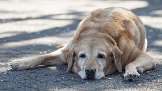 Azoteas, camionetas y falta de refugio: los peligros para los animales en esta ola de calor