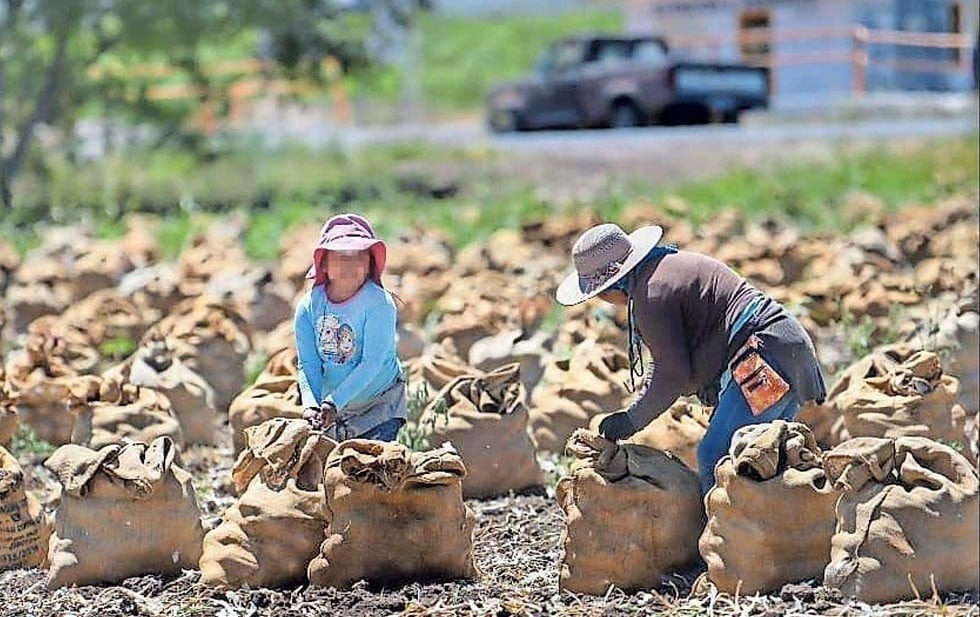 Más de 84 mil menores, víctimas de trabajo infantil