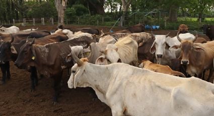 México ha interceptado 32 cargamentos de ganado infectado con gusano barrenador desde noviembre