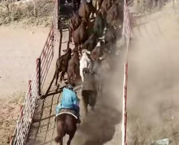 Alcanzarían precios de ganado hasta 4.50 dólares por libra