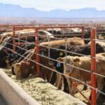 La imagen actual no tiene texto alternativo. El nombre del archivo es: ganado-chihuahua-2.jpg