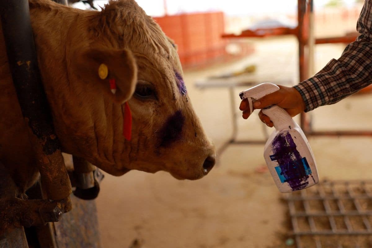 Es injustificable el cierre de la frontera al ganado mexicano: UGRCh
