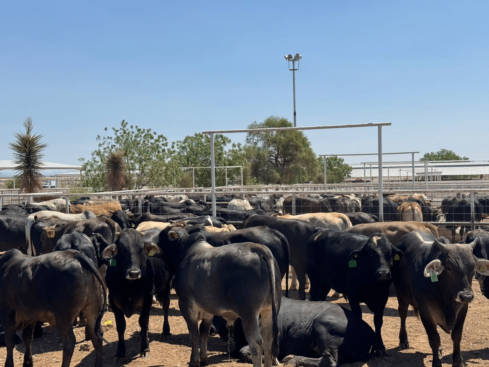 Se coordinan Estado y Senasica para garantizar movilidad y exportación de ganado mediante blindaje sanitario
