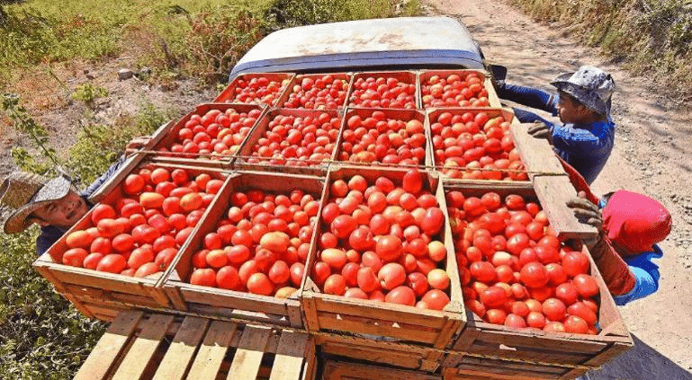 ¿Qué es el ‘dumping’? Lo que alega EU para «tomatazo» a México