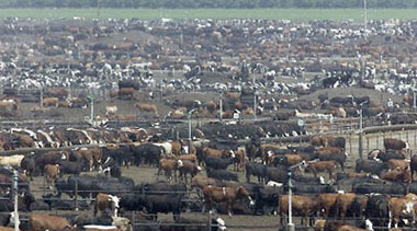 Exigen 19 grupos ganaderos a USDA revertir apertura de fronteras