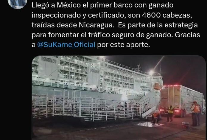 Sigue llegando ganado bovino a México, ahora por barco.