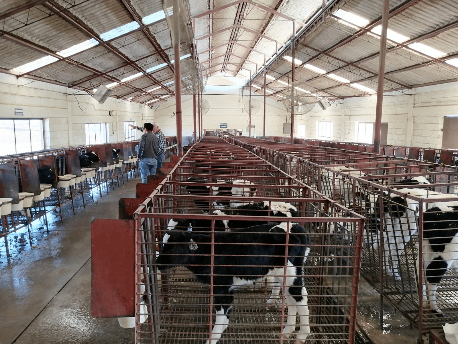 Abre SDR convocatoria de apoyos para la inseminación artificial de bovinos