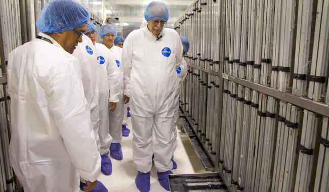 Invierten 51 mdd para producir mosca estéril en planta de Metapa, Chiapas