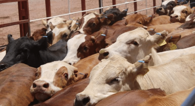 Más de $2,100 millones, pérdidas por taponazos a ganado este año: GCMA