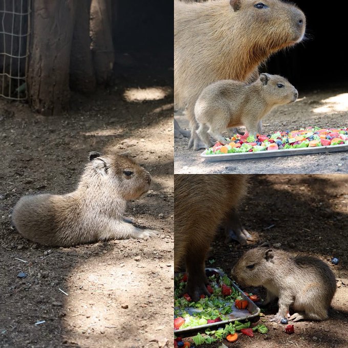 ¡Qué ternura! Nació capibara en Monterrey; viralizan fotos📷