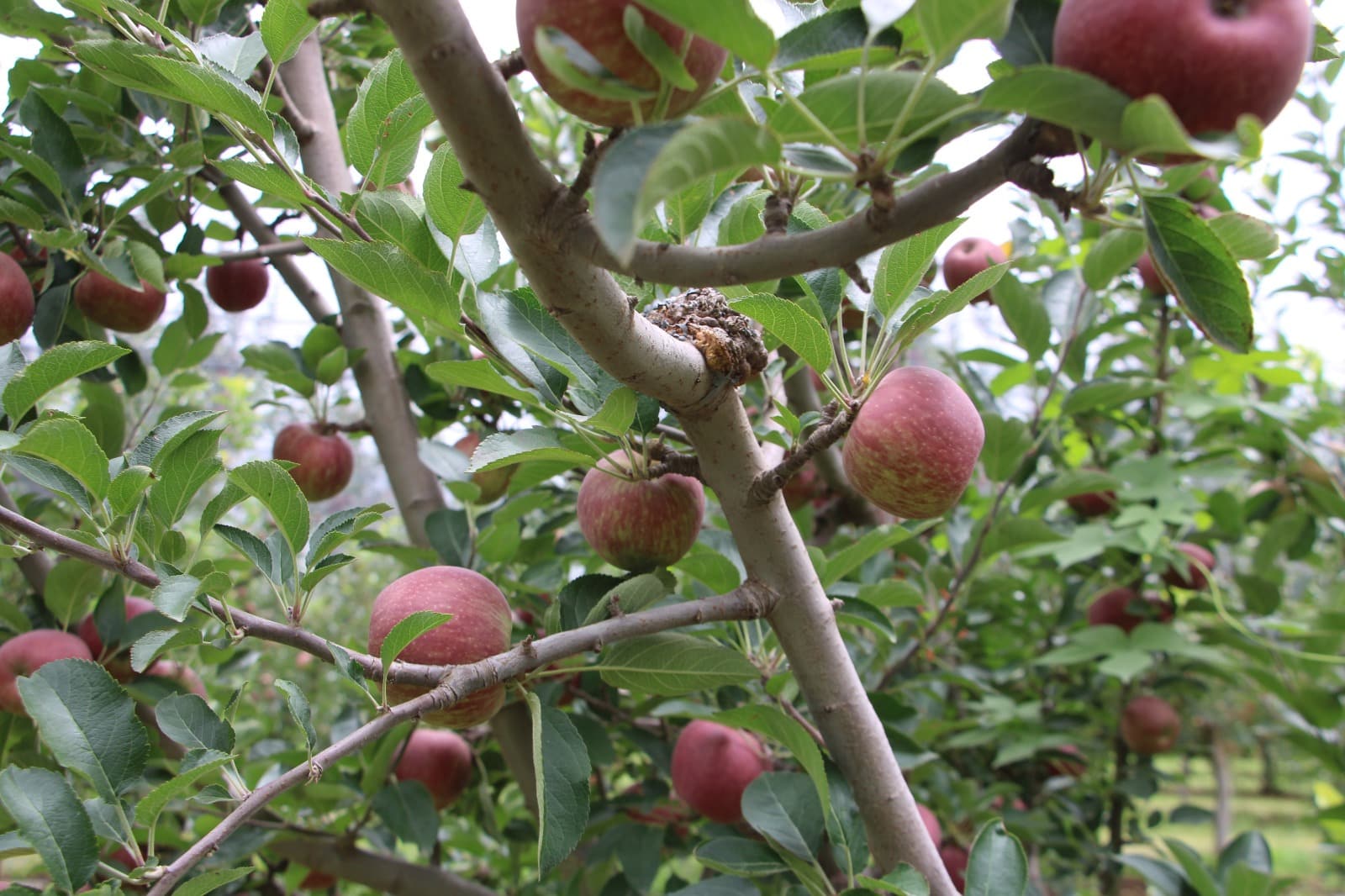 Es Chihuahua líder productor de manzana con el 85% del total nacional