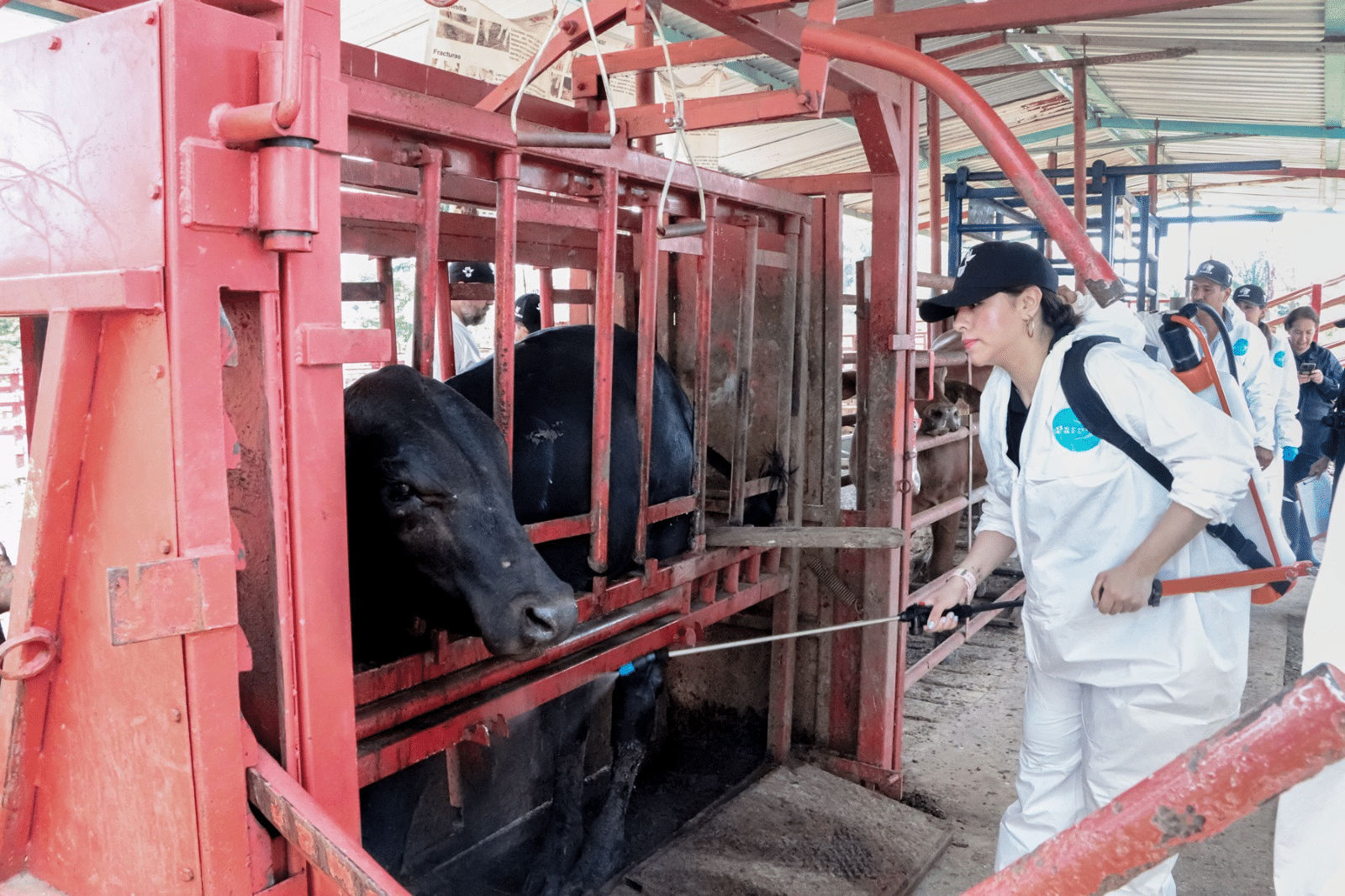 Refuerza Gobierno del Estado acciones sanitarias vs la tuberculosis bovina