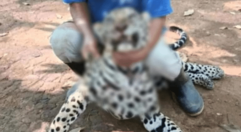 ¡Indignante! Mató cazador a jaguar en Oaxaca y lo presumió en redes