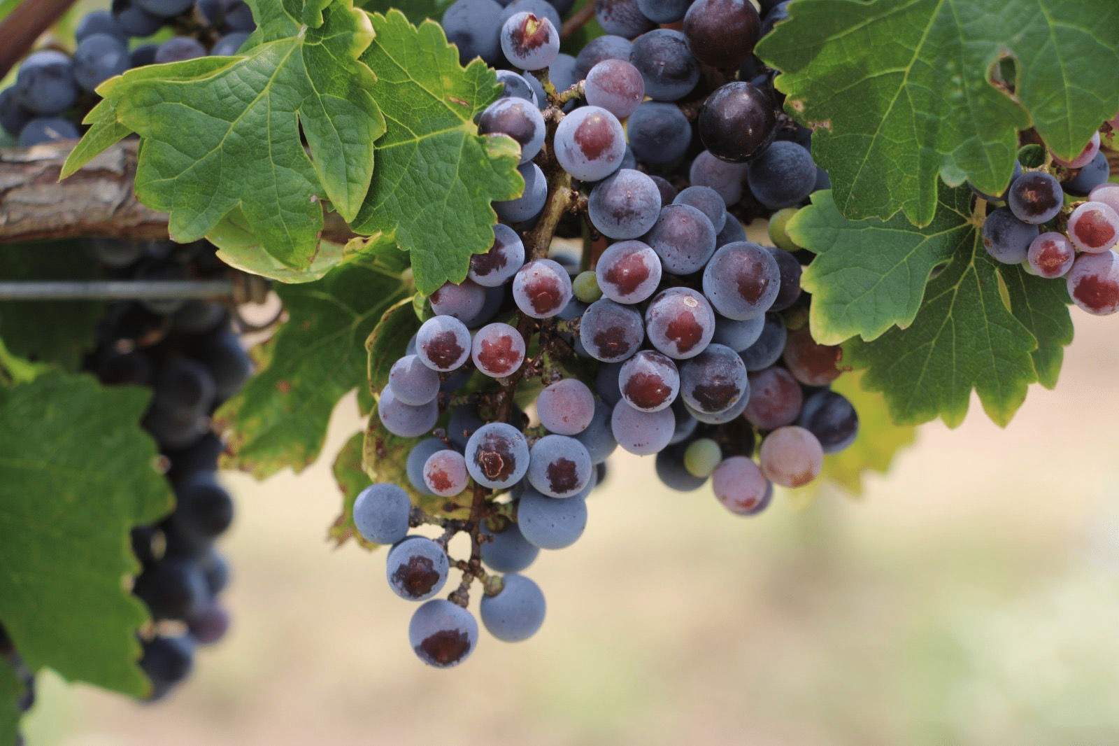 Produce anualmente viñedo de Gobierno del Estado 10 toneladas de uva