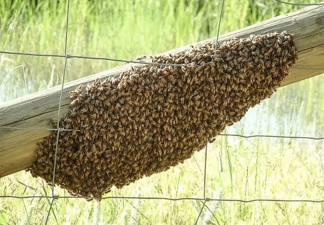 Constantes los reportes por abejas en Camargo; suman cerca de 10 en la temporada