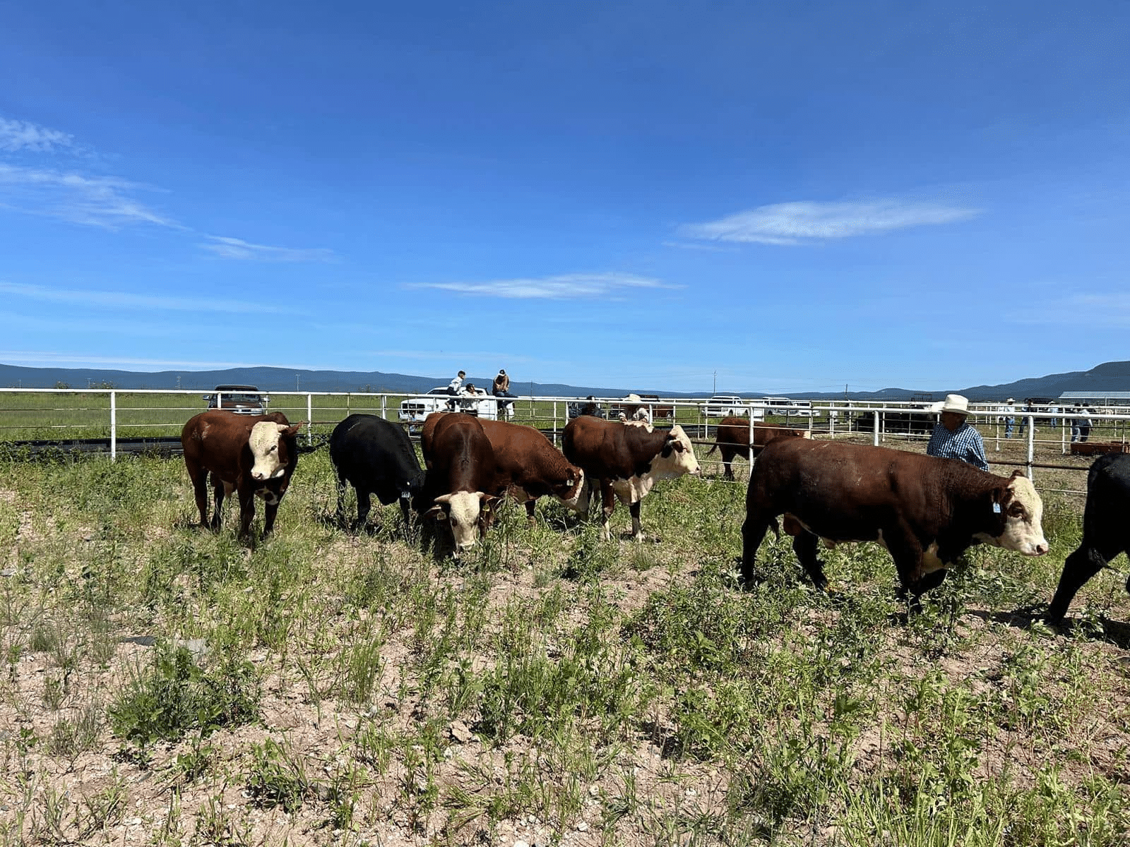 Impulsa Gobierno del Estado el mejoramiento genético del ganado