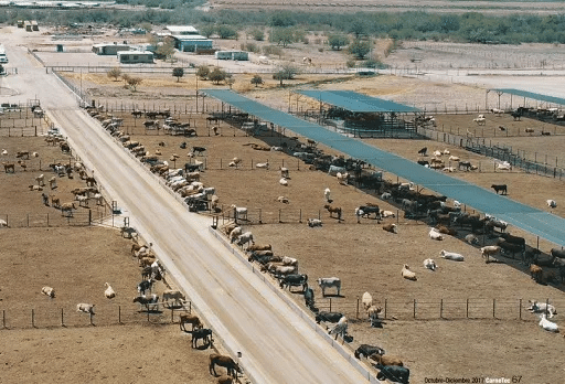 Regionalizar estados ganaderos es la prioridad ante cierre de la frontera