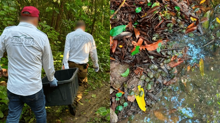 Evitó Profepa tráfico de más de dos mil tortugas en Chiapas