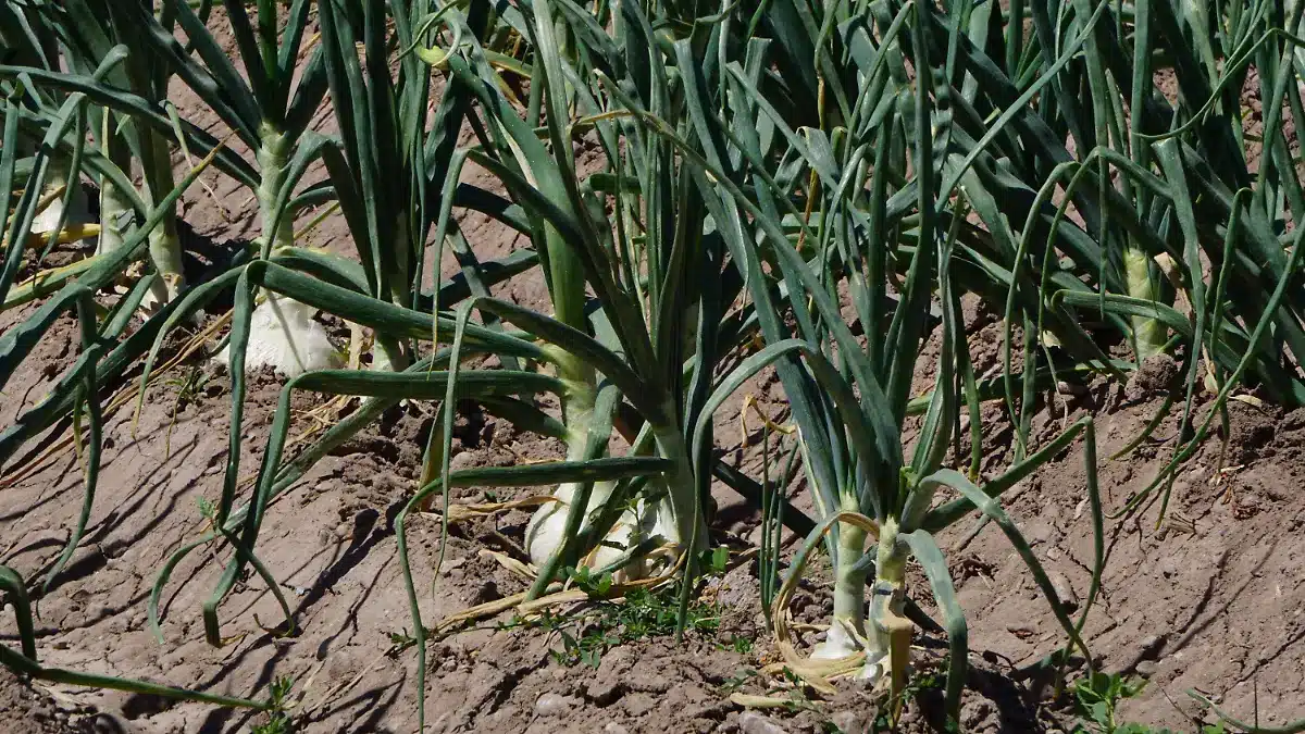 Sube el precio de la cebolla, pero el alza deja poco beneficio a productores