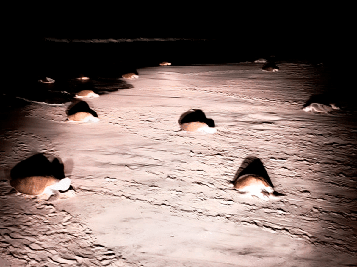 Más de 300 mil tortugas marinas anidaron en costas de Oaxaca en agosto