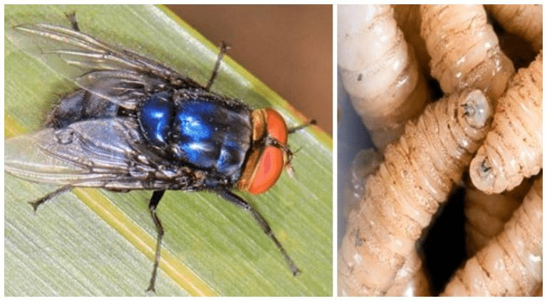 Van 41 casos de gusano barrenador en humanos, reporta Salud