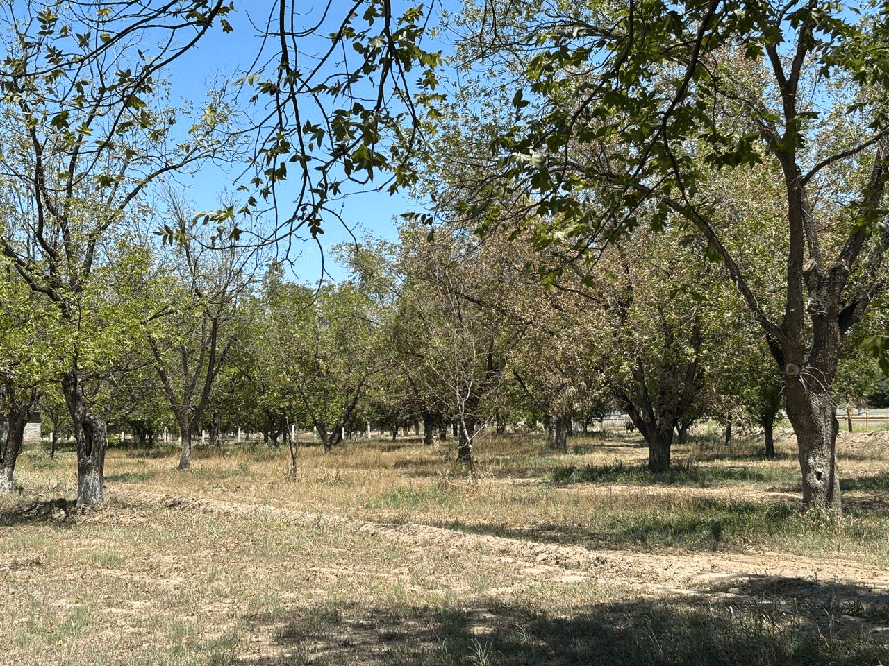 Advierten importante pérdida de nogaleras en Camargo por falta de agua durante 2025