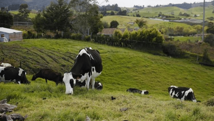 Muere señor mordido por una vaca con rabia en Jalisco
