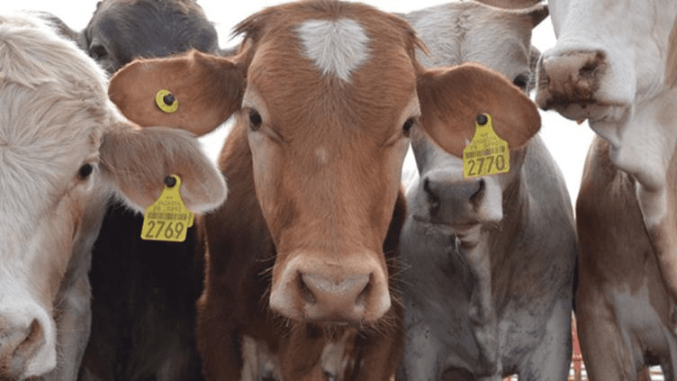 Renegociará México exportación de ganado hacia EE.UU