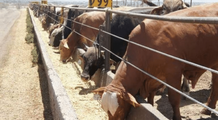 Envía EU inspectores a NL por gusano barrenador