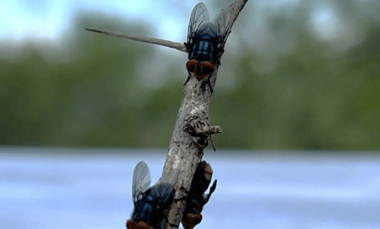 Liberan mosca estéril para combatir ‘barrenador’ en Sabinas Hidalgo, Nuevo León