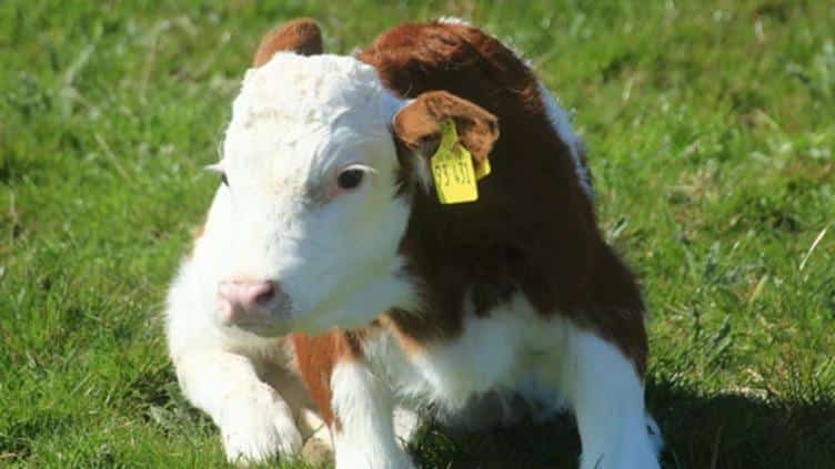 Becerra de 8 meses, caso de gusano barrenador que llegó a NL