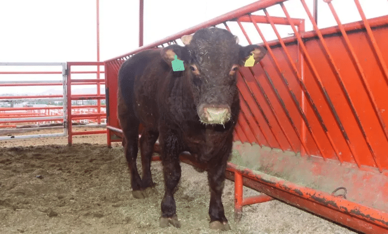 Decrece presencia de ‘barrenador’, urge producir mosca estéril