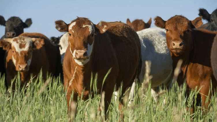 Detectaron primer caso de gusano barrenador en ganado de Querétaro