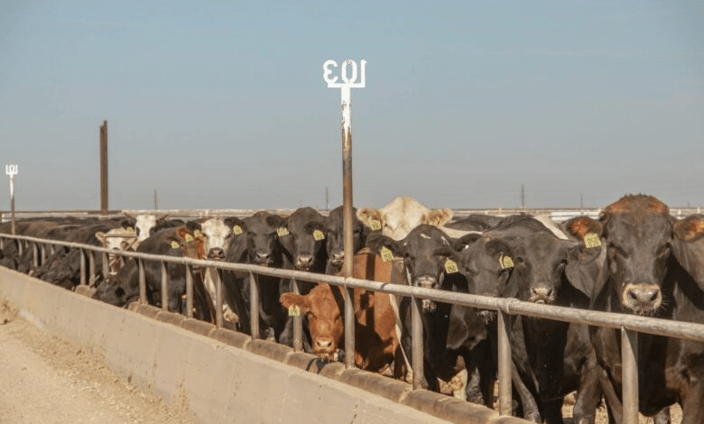 Aprueba FDA primer fármaco contra ‘barrenador’ en EUA