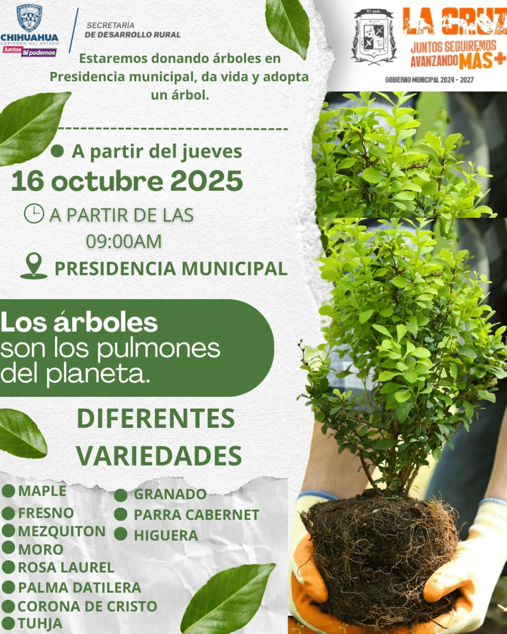 Mañana donación de árboles en la Presidencia Municipal