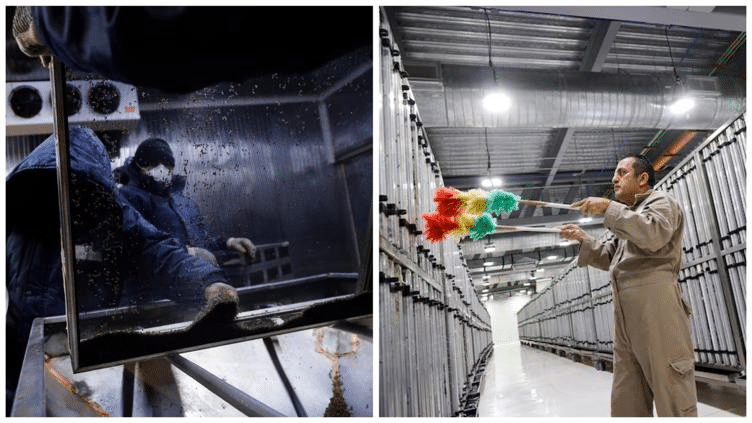 Nueva estrategia biológica; así se combatirá al gusano barrenador