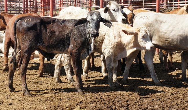 Detectan segundo caso de ‘barrenador’ en Nuevo León