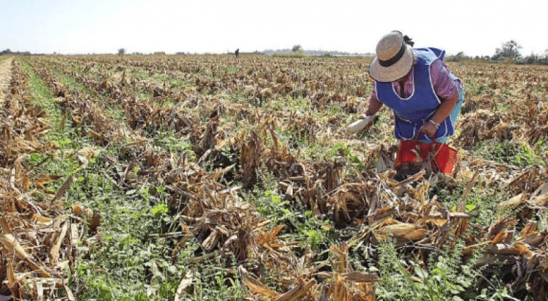 A la baja, crédito comercial al campo; apoyos oficiales apenas crecen