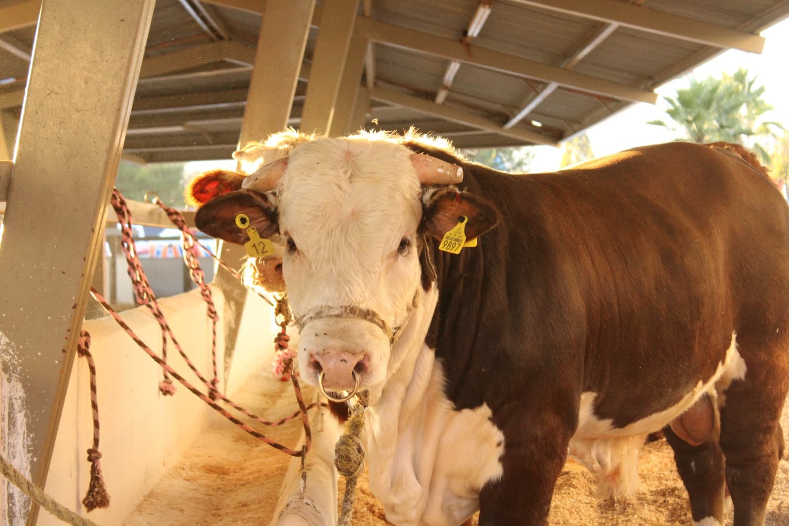 Invierte Gobierno del Estado más de 10 mdp en el mejoramiento genético del ganado