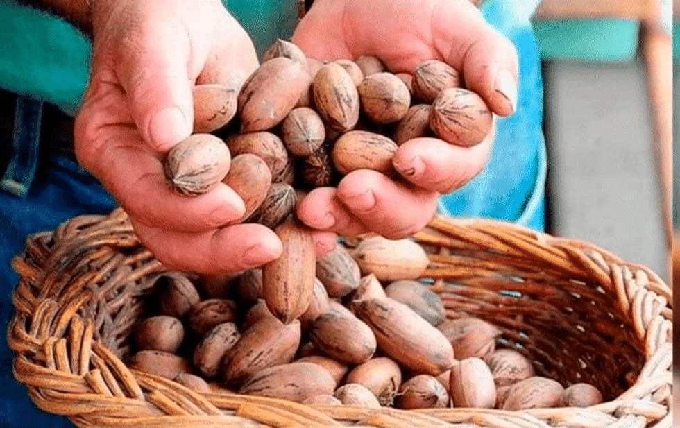 Bajó la producción de nuez este año