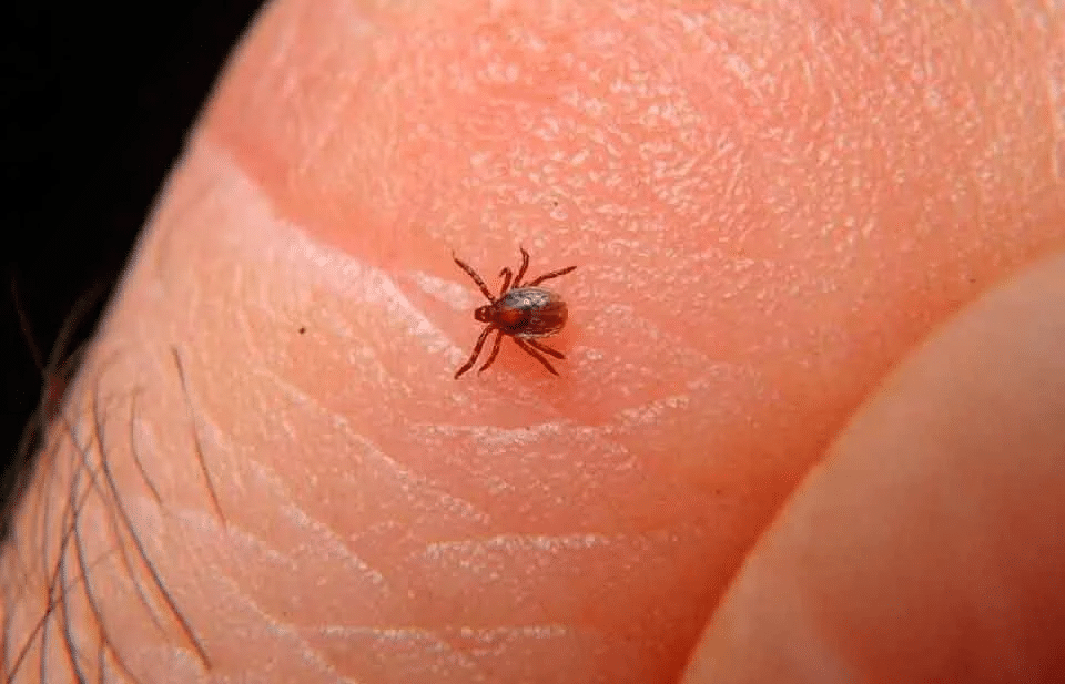 Duplica la capital a Juárez en muertes por rickettsia