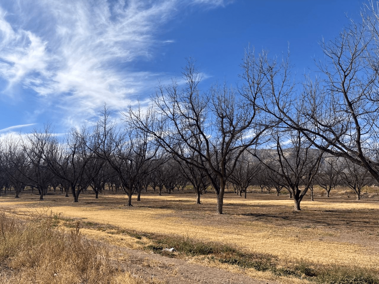 Cierra temporada de nuez con saldo controlado en La Cruz; refuerzan vigilancia en huertos