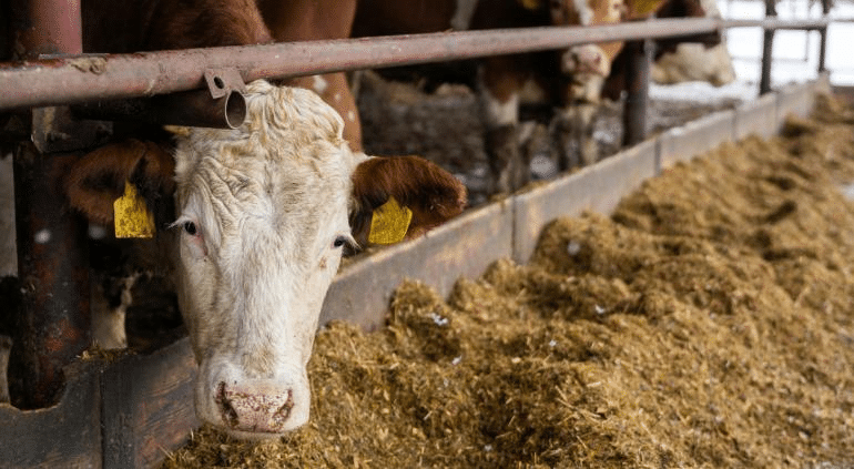 Fin de era: Cierra engordadora de Texas tras 70 años por barrenador