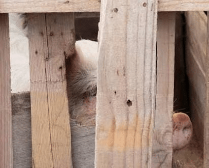 Atienden reporte de “trochiles” en la colonia Benito Juárez; piden retirar cerdos de la zona urbana