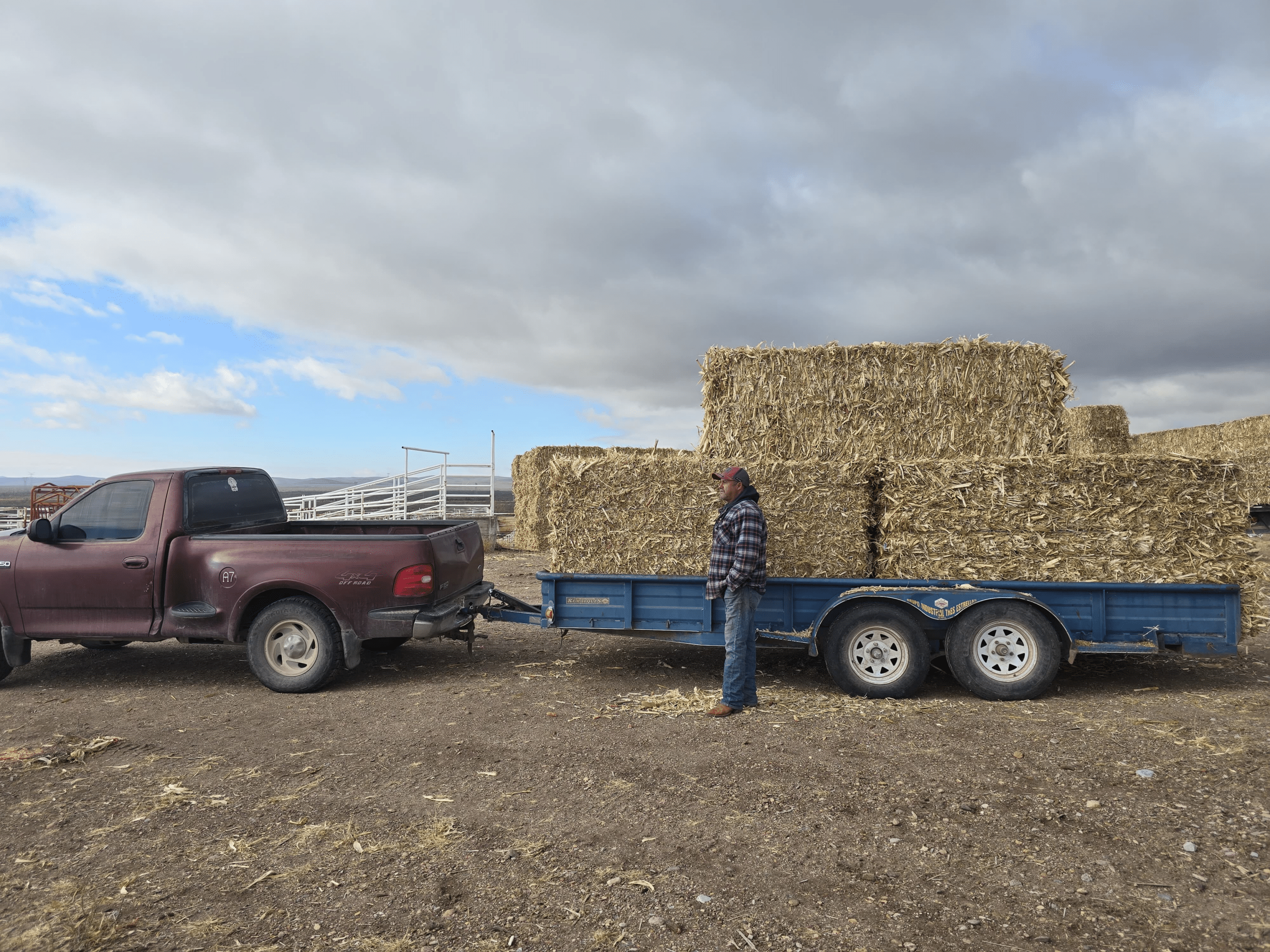 Abren en La Cruz Programa de Pacas de Rastrojo en apoyo al sector ganadero