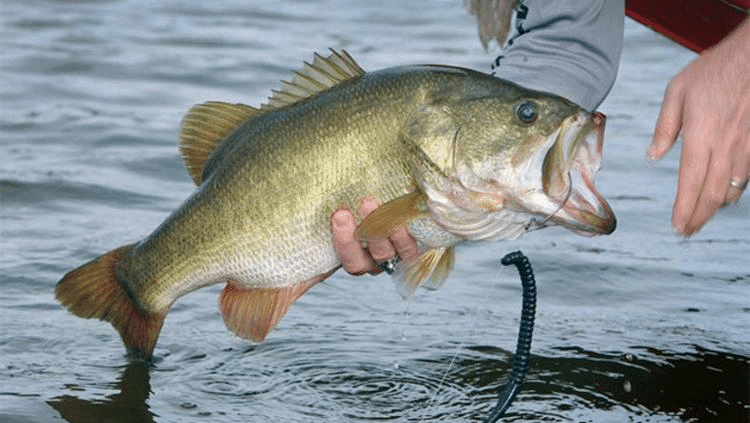 Prohibido pescar black bass en Chihuahua; comenzó la veda