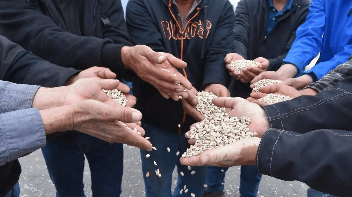 Tras intensa sequía, productores de frijol en Chihuahua enfrentan dificultades para comercializar sus cosechas