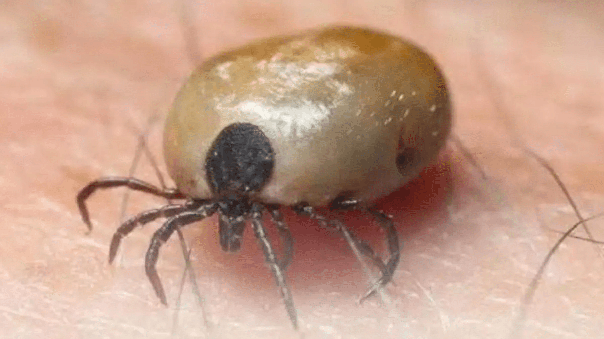 Entre 2024 y lo que va del 2026 han fallecido 105 personas por Rickettsiosis